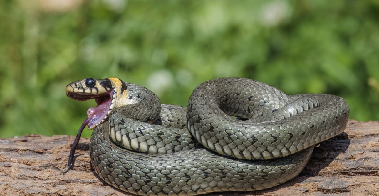 GRASS SNAKE